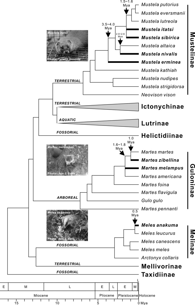 Interspecific phylogenetic relationships and divergence times of lineages within the family Mustelidae reconstructed on the basis of recent molecular phylogenetic studies (Sato et al., 2003, 2004, 2006, 2009a, 2012; Koepfli et al., 2008; Wolsan and Sato, 2010; Tashima et al., 2011). I followed Wolsan and Sato (2010) and Sato et al. (2012) for the subfamilial designation. Branches and scientific names for the Japanese mustelid species were highlighted with thick line and bold font, respectively. I assigned ecological types (arboreal, aquatic, fossorial, and terrestrial) to each subfamily according to Nowak (1999), although some exceptions exist (e.g., semi-aquatic Neovison vison in Mustelinae). Mya, million years ago.