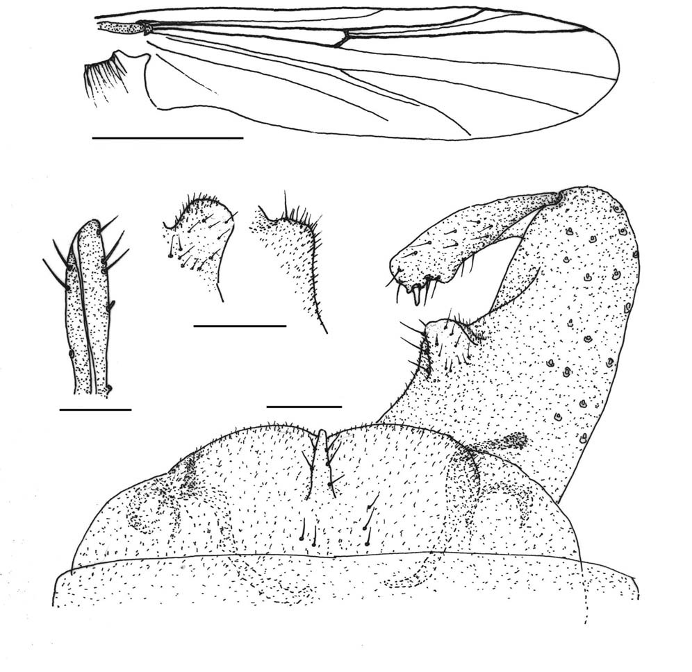 Orthocladius manhaei n. sp. (male). A, Wing; B, Tip of antenna; C, Hypopygium; D, Gonocoxal inner lobe (left dorsal, right ventral). Scale bars: A=1.0 mm, B-D=0.05 mm.