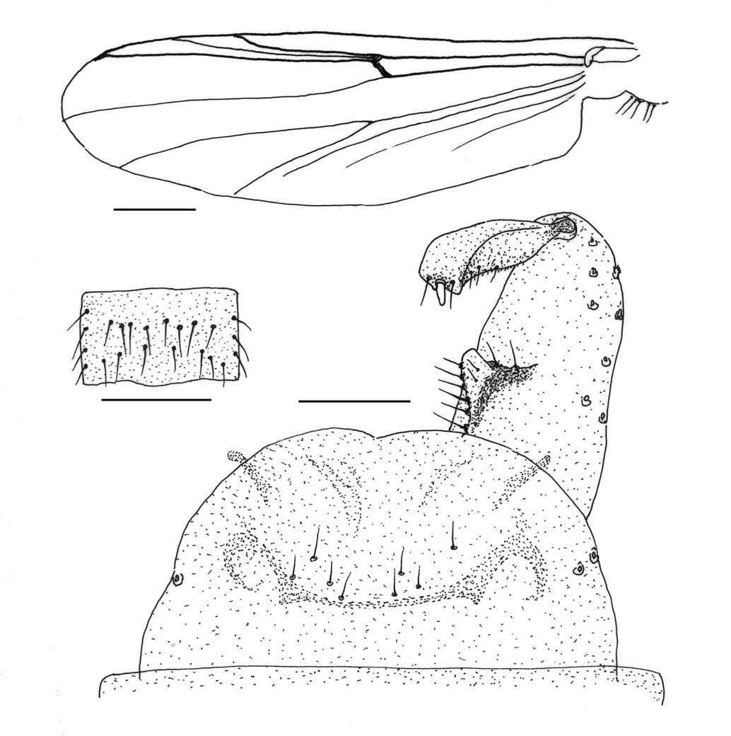 Paratricocladius tamaator Sasa, 1981 (male). A, Wing; B, 4th tergite of abdomen; C, Hypopygium. Scale bars: A, B=0.2 mm, C=0.05 mm.