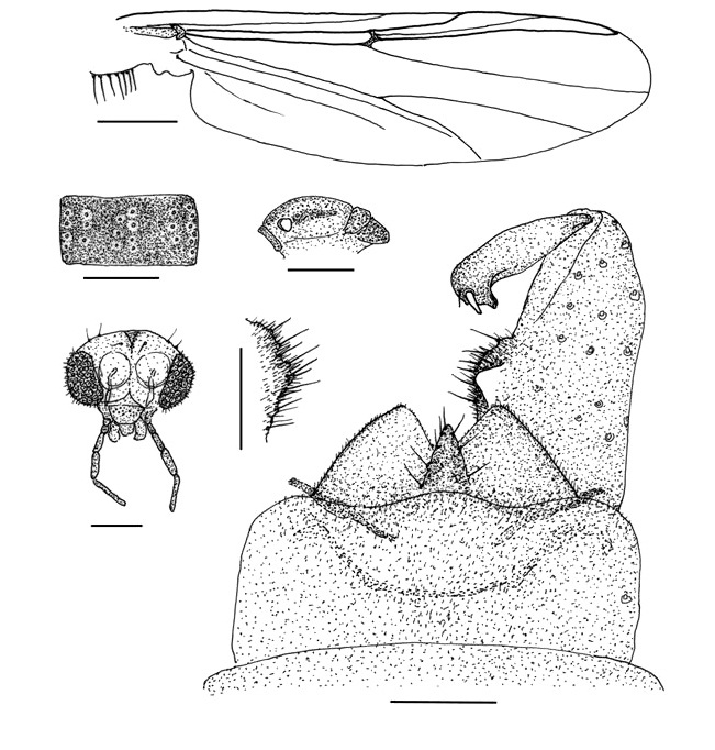 Rheocricotopus chalybeatus (Edwards, 1929) (male). A, Wing; B, Head (frontal); C, Thorax (lateral); D, 3rd tergum of abdomen; E, Hypopygium; F, Gonocoxal inner lob (ventral). Scale bars: A=0.3 mm, B, D=0.2 mm, C=0.5 mm, E, F=0.05 mm.