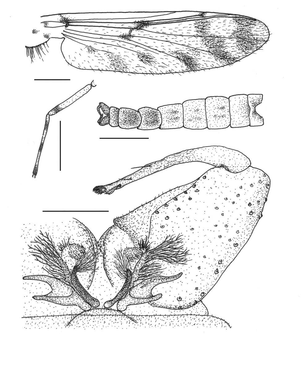 Ablabesmyia jeongi n. sp. (male). A, Wing; B, Femur and tibia (lateral); C, Abdomen; D, Hypopygium. Scale bars: A=0.5 mm, B, C=0.01 mm, D=0.01 mm.