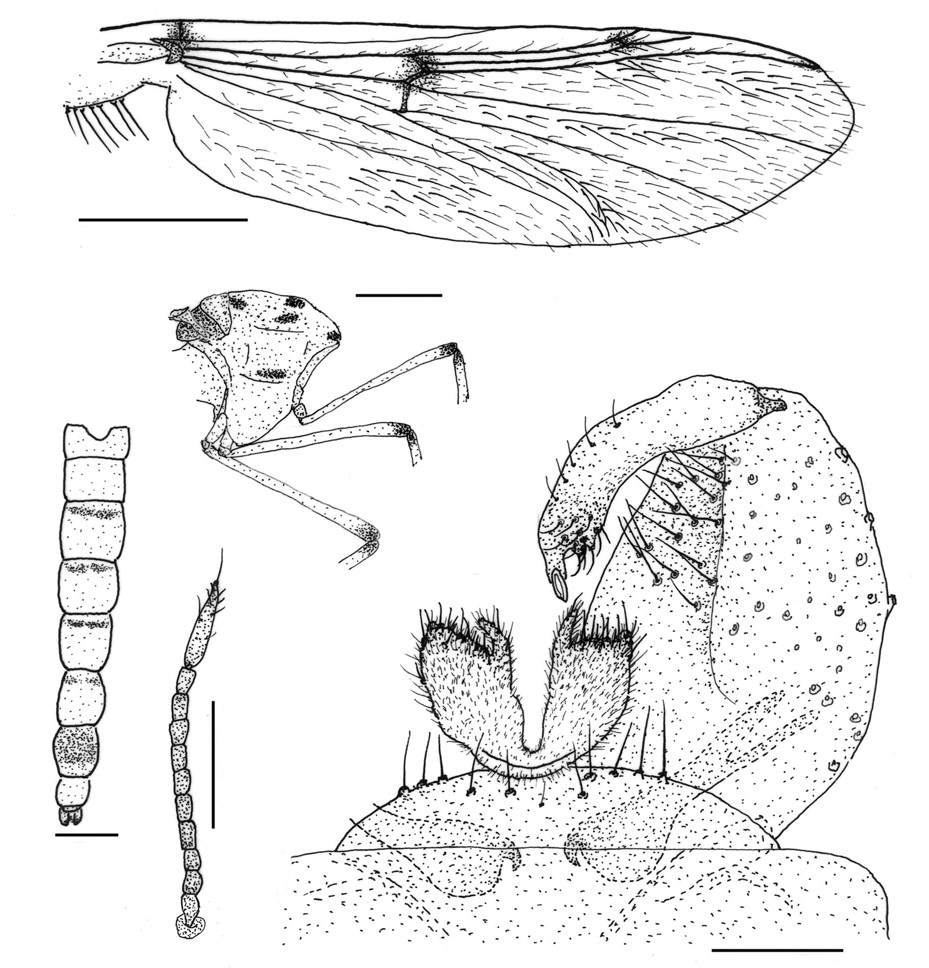 Hayesomyia tripunctata (Goetghebuer, 1922) (male). A, Wing; B, Thorax and femurs (lateral); C, Abdomen; D, Hypopygium; E, Antenna (female). Scale bars: A-C=0.5 mm, D=0.05 mm, E=0.2 mm.
