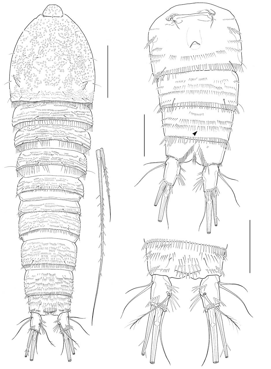 Cletocamptus koreanus n. sp., female. A, Habitus, dorsal; B, Urosome, ventral; C, Anal somite and caudal rami, dorsal. Scale bars: A=100 μm, B, C=50 μm (C after Chang 2009a).
