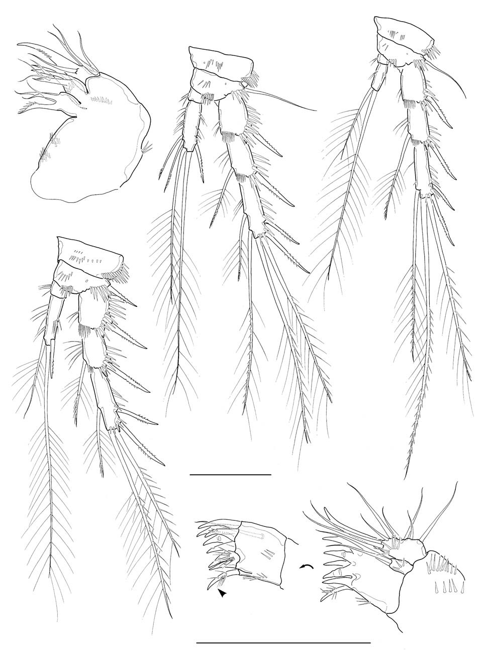 Cletocamptus koreanus n. sp., female. A, Maxillule; B, Maxilla; C, Leg 2; D, Leg 3; E, Leg 4. Scale bars: A-E=50 μm (C, E after Chang 2009a).