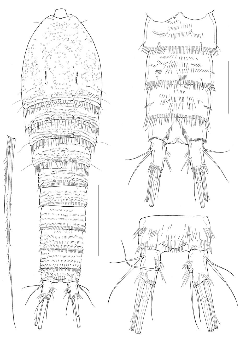 Cletocamptus koreanus n. sp., male. A, Habitus, dorsal; B, Urosome, ventral; C, Anal somite and caudal rami, dorsal. Scale bars: A-C=50 μm.