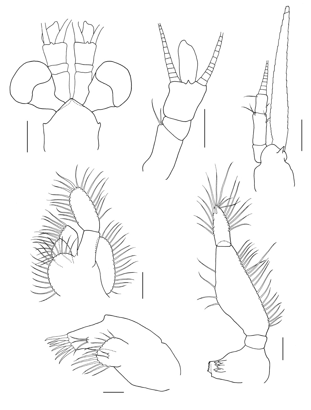 Parastilomysis paradoxa Ii, 1936, male. A, Anterior part of carapace and cephalic appendages; B, Antennule; C, Antenna; D, Maxilla; E, Maxillule; F, Mandible. Scale bars: A=1.0 mm, B, C=0.5 mm, D, F=0.2 mm, E=0.1 mm.