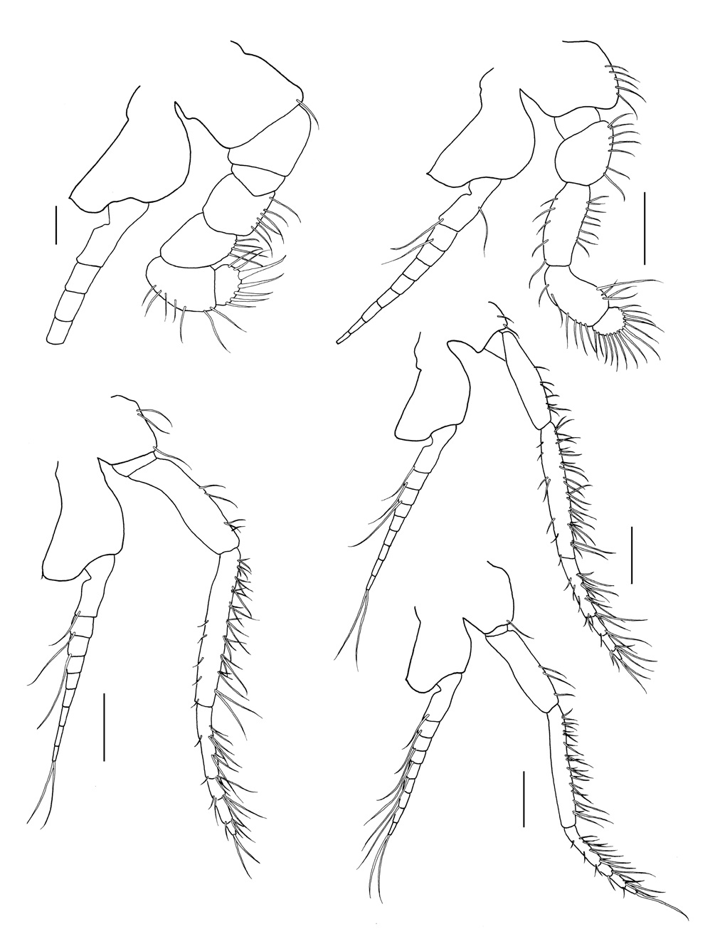 Parastilomysis paradoxa Ii, 1936, male. A, First thoracopod; B, Second thoracopod; C, Sixth thoracopod; D, Seventh thoracopod; E, Eighth thoracopod. Scale bars: A, B=0.2 mm, C-E=0.5 mm.