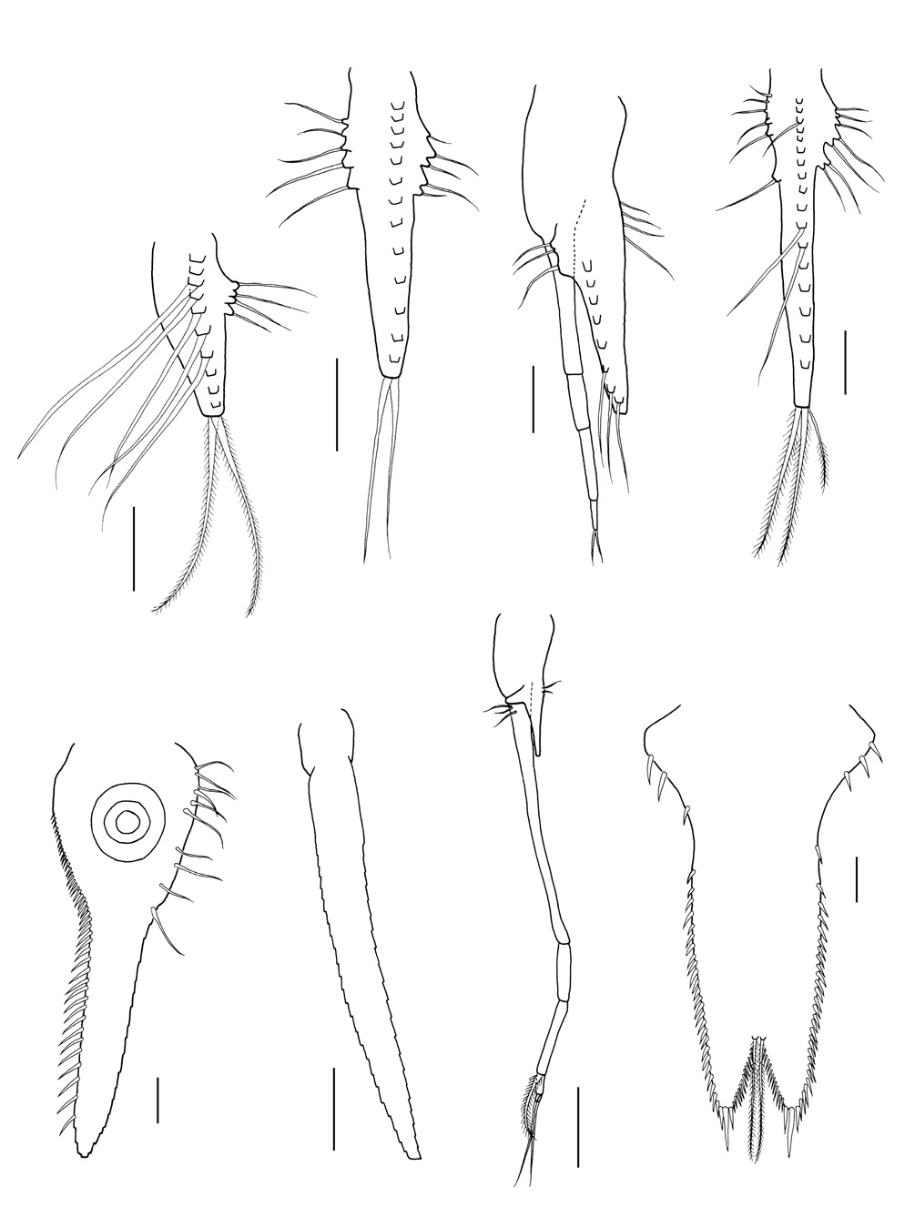 Parastilomysis paradoxa Ii, 1936, male. A, First pleopod; B, Second pleopod; C, Third pleopod; D, Fifth pleopod; E, Inner uropod; F, Outer uropod; G, Fourth pleopod; H, Telson. Scale bars: A-E, H=0.2 mm, F, G=0.5 mm.