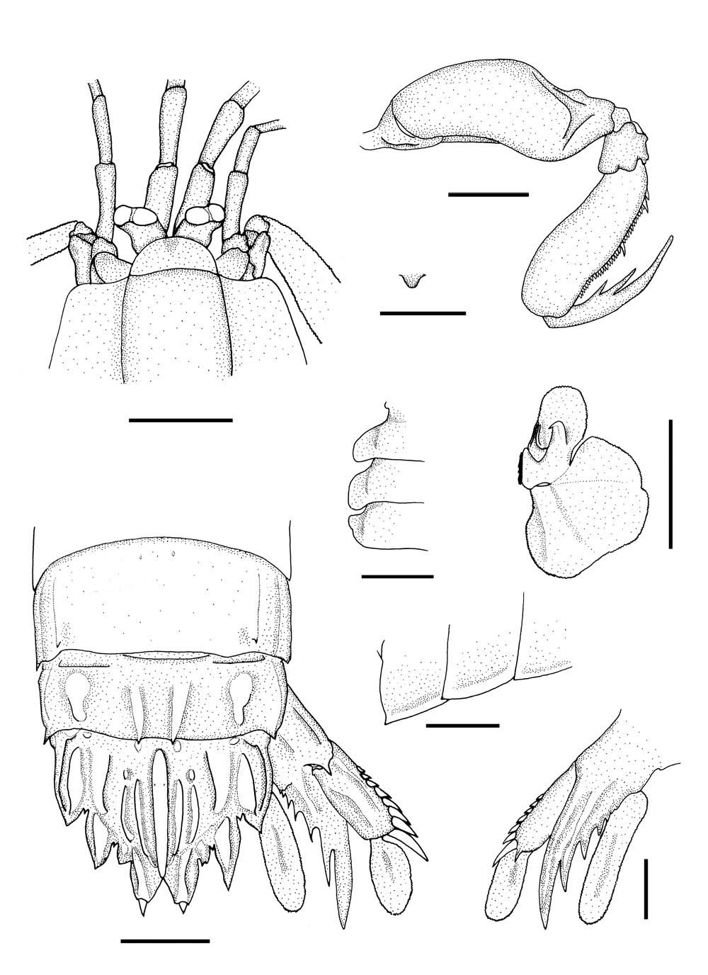 Faughnia formosae Manning and Chan, 1997, male. A, Anterior cephalon; B, Raptorial claw; C, Sternal keel of eighth thoracic somite, right lateral; D, Lateral processes of sixth to eighth thoracic somites; E, Endopod of first male pleopod; F, Fifth to sixth abdominal somites, telson, and uropod; G, Posterolateral angles of fourth to sixth abdominal somites; H, Uropod, right ventral. Scale bars: A, B, D-H=10 mm, C=20 mm.