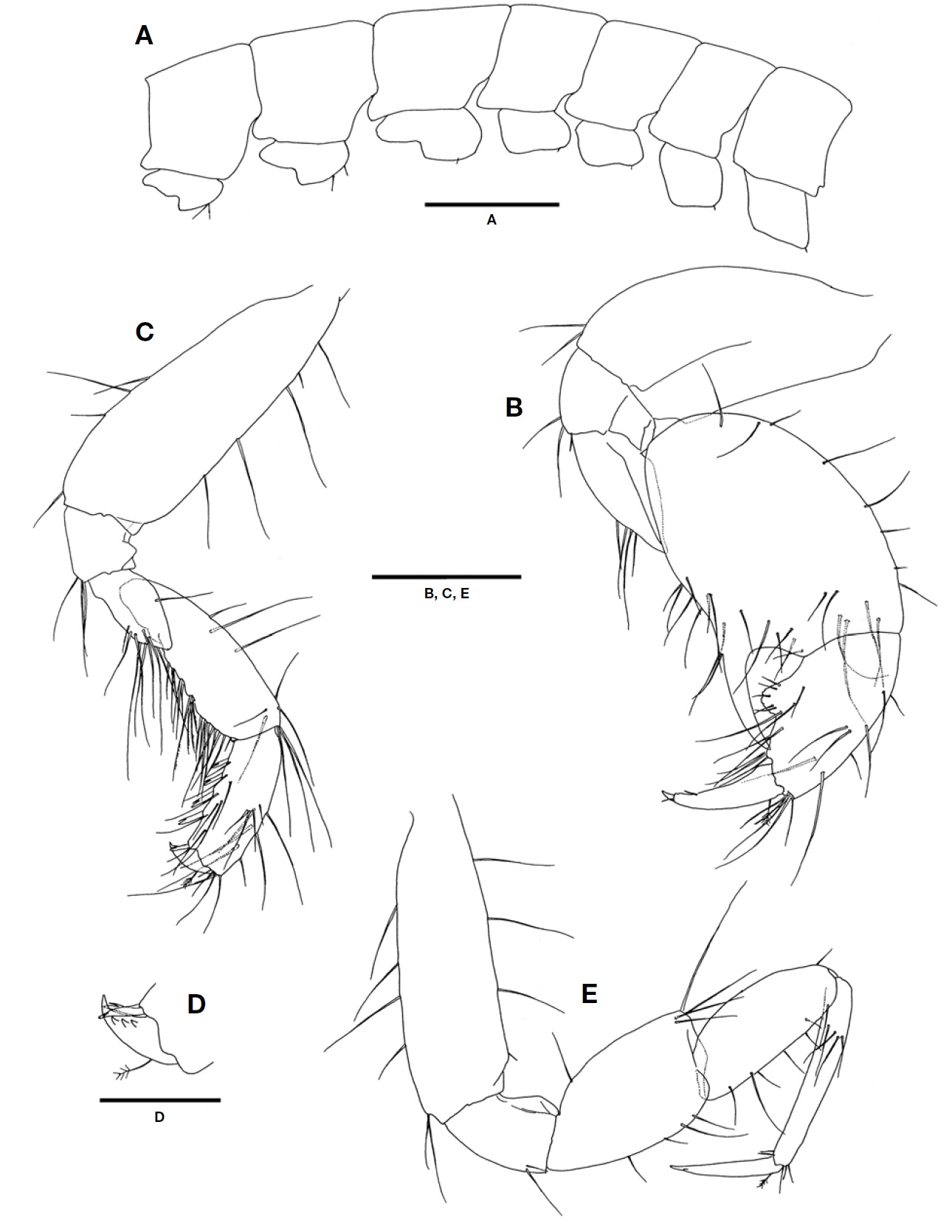 Paragrandidierella minima Ariyama, 2002, male. A, Pereon and coxae, lateral view; B, Gnathopod 1; C, Gnathopod 2; D, Dactylus of gnathopod 2; E, Pereopod 3. Scale bars: A=0.5 mm, B, C, E=0.25 mm, D=0.1 mm.