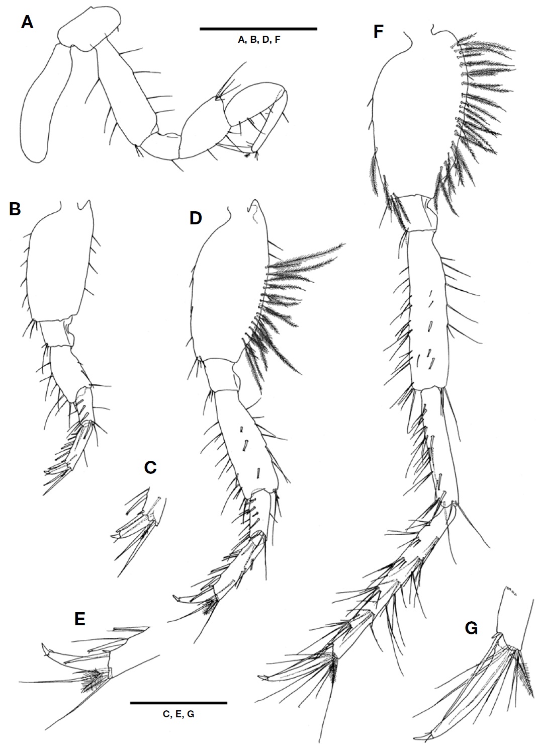 Paragrandidierella minima Ariyama, 2002, male. A, Pereopod 4; B, Left pereopod 5; C, Distal corner of propodus and dactylus of pereopod 5; D, Left pereopod 6; E, Distal corner of propodus and dactylus of pereopod 6; F, Left pereopod 7; G, Distal corner of propodus and dactylus of pereopod 7. Scale bars: A, B, D, F=0.5 mm, C, E, G=0.25 mm.