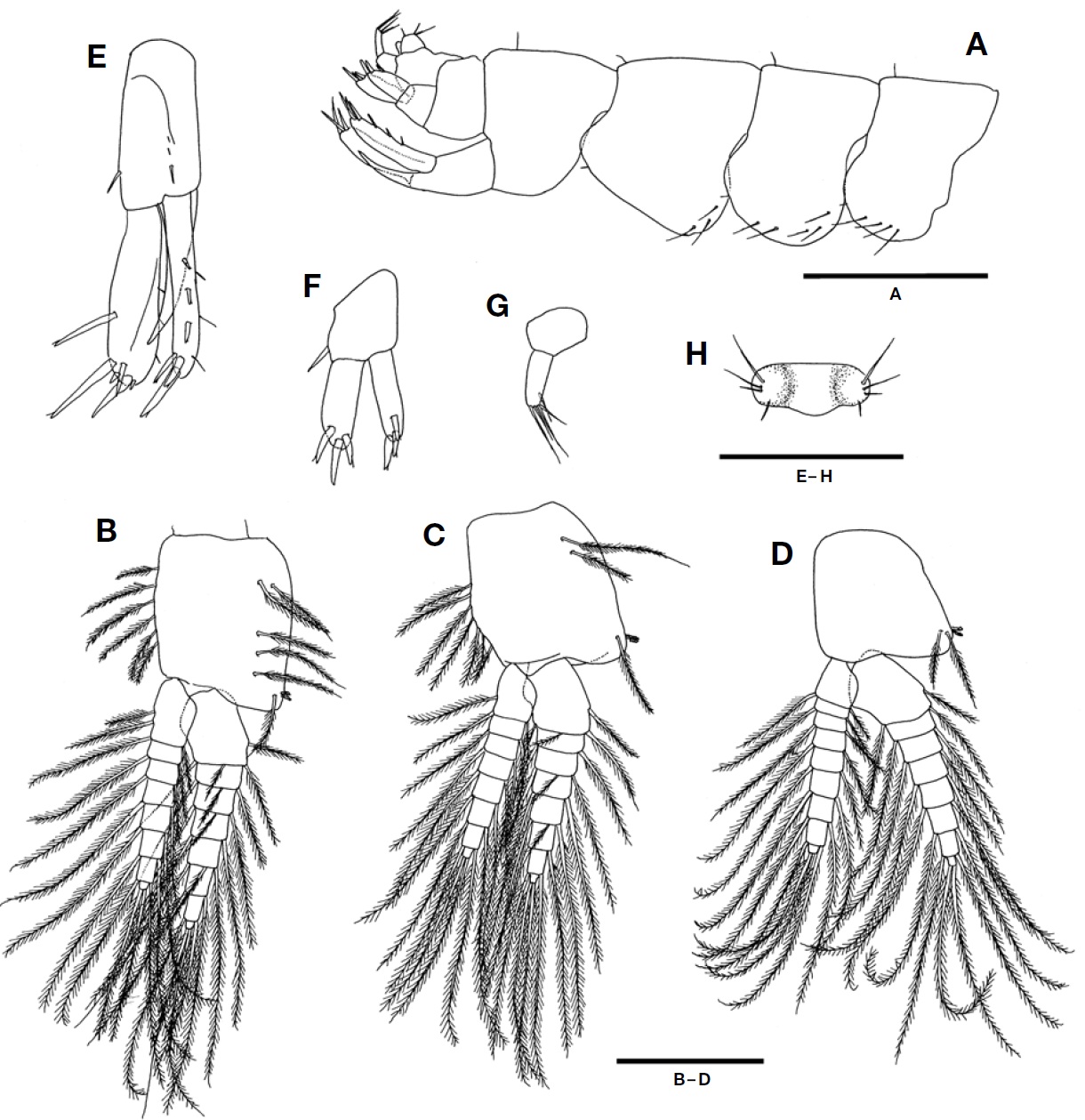 Paragrandidierella minima Ariyama, 2002, male. A, Pleonal epimera and urosome, lateral view; B-D, Pleopods 1-3; E, Uropod 1; F, Uropod 2; G, Uropod 3; H, Telson. Scale bars: A=0.5 mm, B-H=0.25 mm.