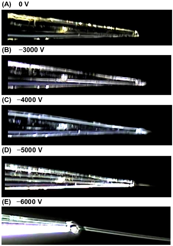 Photographs of the C-API capillary emitter obtained by operating high voltages on the orifice of the mass spectrometer: (A) 0 V, (B) ？3000 V, (C) ？4000 V, (D) ？5000 V, and (E) ？6000 V. The flow rate was set to 75 μLh？1.