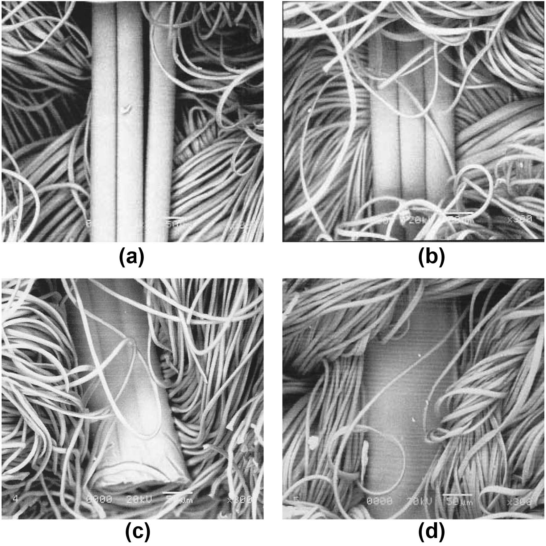 SEM photography of the surface focused on the warp of the fancy PET fabrics containing LM PET yarns treated by HTS (×300); (a) untreated, (b) 165℃×3min, (c) 180℃×3min, (d) 200℃×3min.