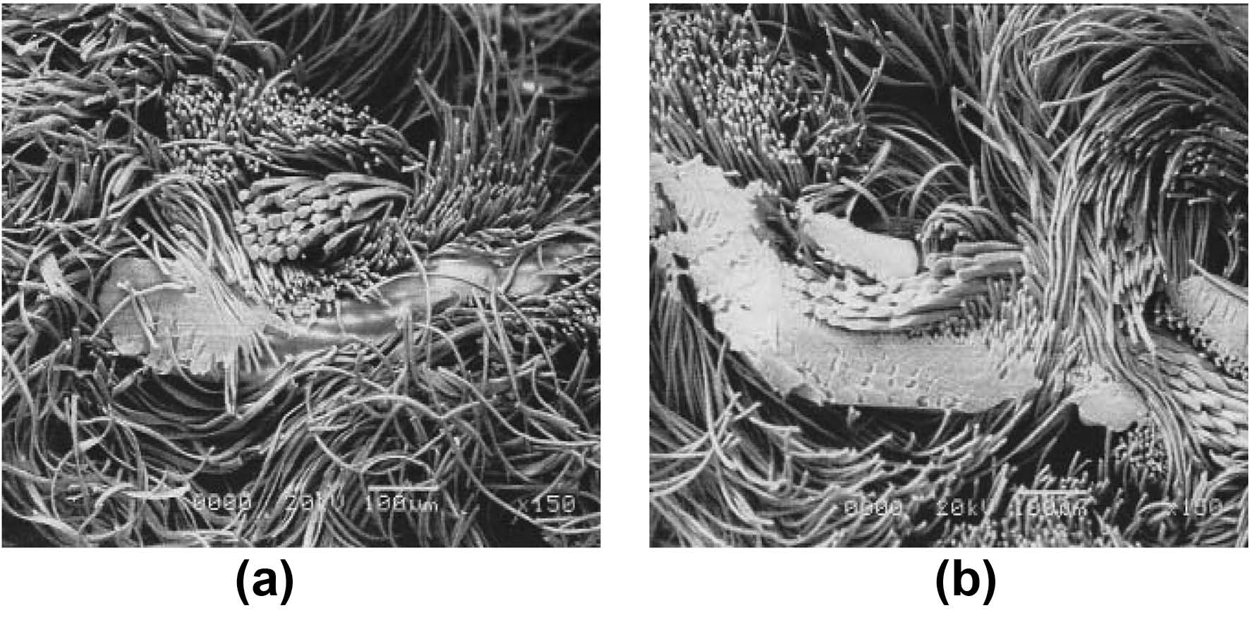 SEM photography of the longitudial section focused on the weftof the fancy PET fabrics containing LM PET yarns treated by HTS(×150); (a) 180℃×3min, (b) 200℃×3min.