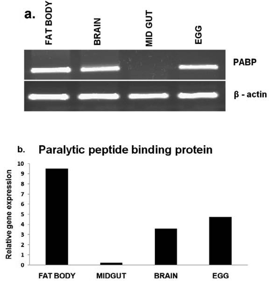 Expression profiles of paralytic peptide binding protein in different tissues. B.mori using (a) semi quantitative RT-PCR and (b) real time PCR (qPCR), β-actin was used as internal control.