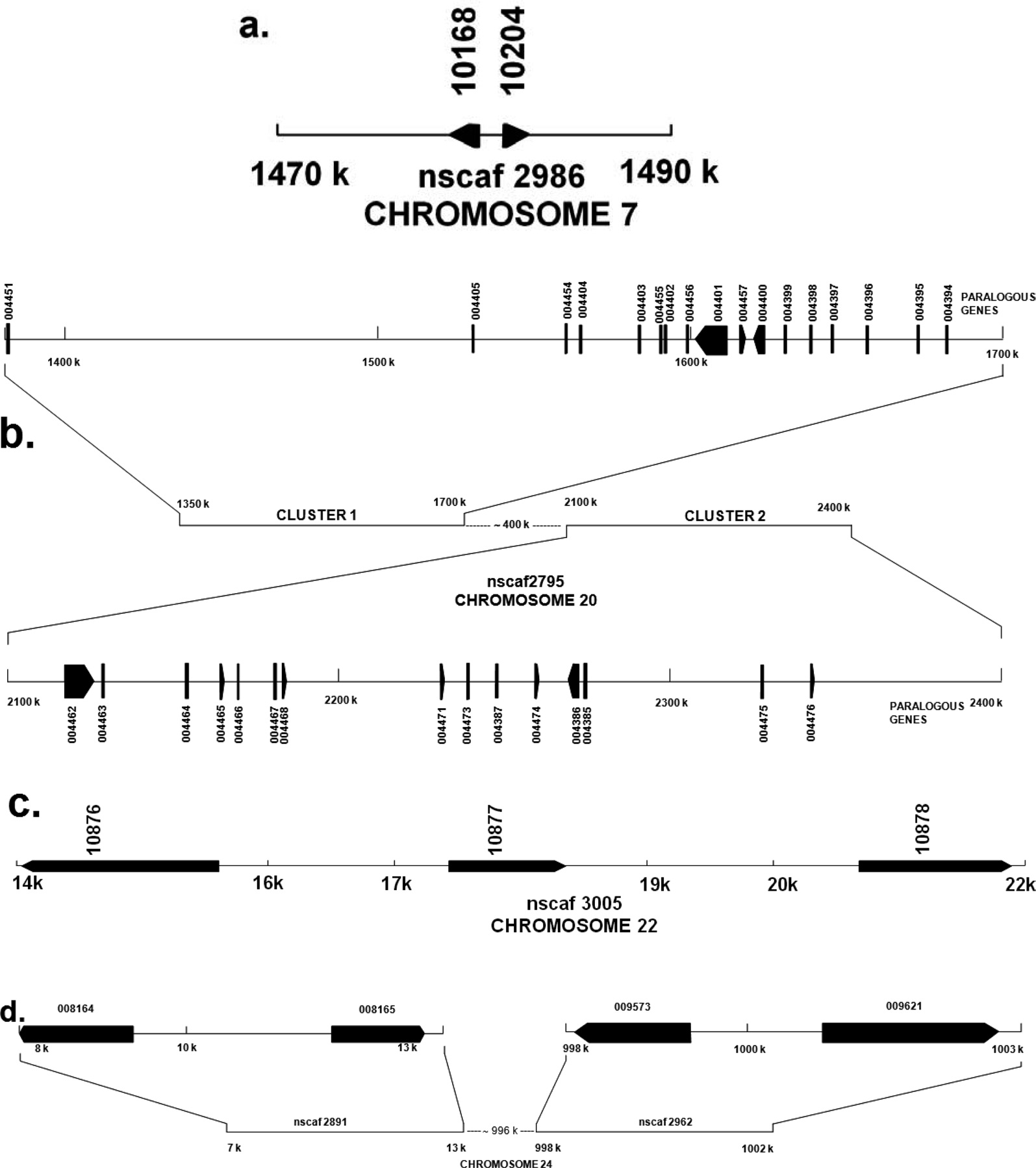 Schematic representation of gene clusters arranged on different chromosomes of B. mori. (a) The two paralogous genes of ENF-BP located in nscaf 2986 between 1470 kb and 1490 kb on chromosome 7. (b) The two major gene clusters of 30 KP and S/T rich 30 KP located in nscaf 2795. Cluster one flanked from 1350 kb to 1700kb and cluster two from 2100 kb to 2400 kb on chromosome 20 with intergenic region of 400 kb. (c) Three paralogous genes of ENF-BP gene located in nscaf 3005 between 14000 kb to 22000 kb on chromosome 22. (d) Two clusters of ENF-BP gene located in nscaf 2891 and nscaf 2962. Cluster one flanked from 1350 kb to 1700 kb and cluster two from 2100 kb to 2400 kb on chromosome 24 with intergenic region of 996 kb.
