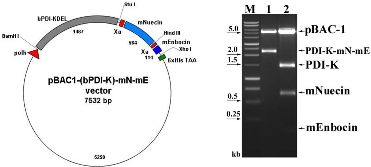 Construction of baculovirus transfer vector for production of chemeric mature nuecin and enbocin fused bPDI lacking the ER retention signal KDEL. The open reading frame of bPDI lacking the ER retention signal KDEL (bPDI-KDEL) was subcloned into the BamHI and StuI site in baculovirus transfer vector pBAC-1. The coding sequence of mature nuecin (mNuecin) and enbocin (mEnbocin) linked factor Xa cleavage site was flanked by StuI and XhoI site, and then inserted into the pBAC1-(bPDI-KDEL) vector with StuI and XhoI. The baculovirus transfer vector pBAC1-(bPDI-KDEL)-mNuecin-mEnbocin was disgested with BamHI/XhoI (lane 1) and BamHI/ StuI/ HindIII/XhoI (lane 2). M, 1 kb ladder DNA markers.