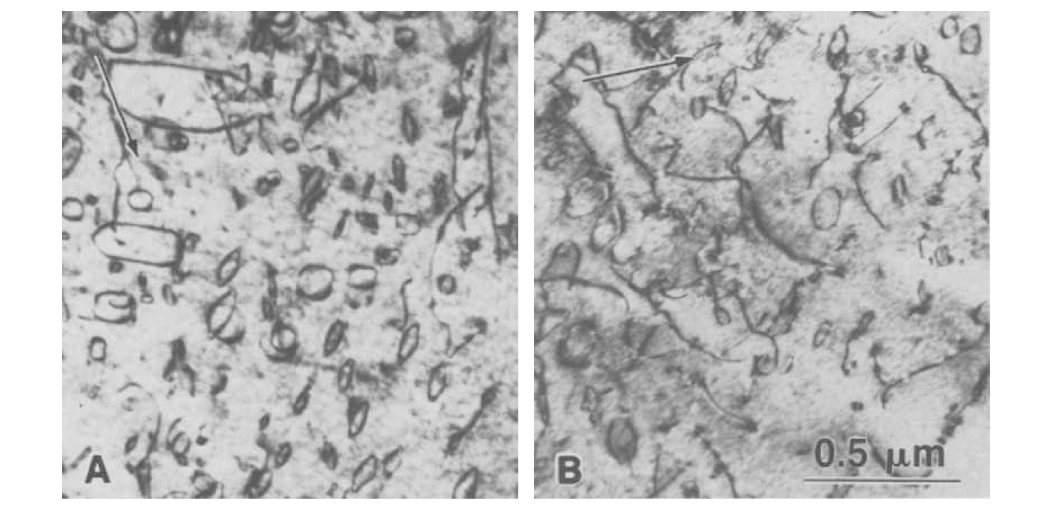 <a> Type Dislocation in an Annealed Zirconium Microstructure at 700 K: (a) 1.1×1025 n/m2; (b) 1.5×1025 n/m2. Diffracting Vectors are g = 10？1 [24].