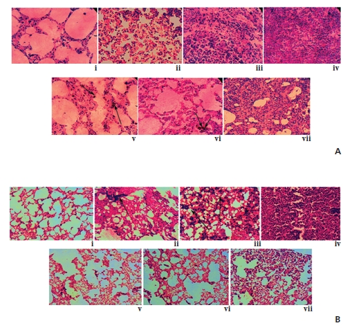 Immunohistochemical studies of (A) caspase-3 and (B) EGFR: (A) (i) normal lung section, (ii)-(iv) BaP-induced lung sections at 5th, 6th and 7th month intervals, respectively, where caspase-3 expression was not found, (v)-(vii) Condurango-30C- treated lung sections at 5th, 6th and 7th month intervals, respectively, where the caspase-3 localization was found, especially at 5th and 6th month intervals, indicated by black spots with arrows; (B) (i) normal lung section, (ii)-(iv) BaP induced lung sections at 5th, 6th and 7th month intervals, respectively, where EGFR over-expression was clearly visible (denoted by black spots with arrows), and (v)-(vii) Condurango-30C-treated lung sections at 5th, 6th and 7th month intervals, respectively, where the downregulation of EGFR was found, especially at 5th and 6th month time-points.