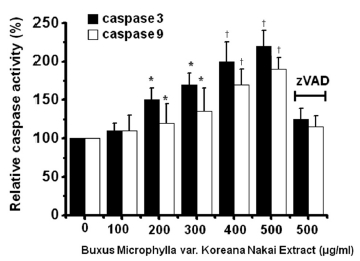 BMKNE increases the caspase activity in AGS cells. The AGS cells were cultured with BMKNE at the indicated concentrations for 24 h prior to the caspase assays. The caspase activity from untreated cells is expressed as 100%. Pan-caspase inhibitor zVAD-fmk (zVAD) at 20 μM was used to validate the analytical method employed. The figures show means ± SEMs. *P < 0.05, †P < 0.01.