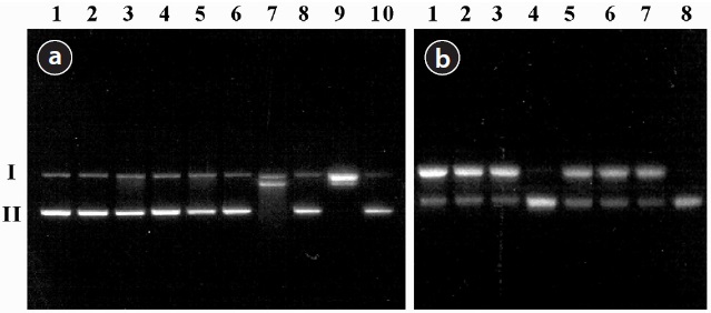 Agarose gel electrophoretic pattern of DNA with single strand breaks (SSBs) induced by supernatant containing only mobilized metals from urban particulate matter (PM). Experimental details are described in Materials and Methods section (I: form I DNA, i.e. DNA with SSB; II: form II DNA, i.e. closed-circular, superhelical DNA). (a) Lane 1, untreated control DNA; lane 2, DNA + EDTA; lane 3, DNA + ascorbate; lane 4, DNA + SRM1648; lane 5, DNA + EDTA + ascorbate; lane 6, DNA + SRM1648 + citrate; lane 7, DNA + SRM1648 + citrate + ascorbate; lane 8, DNA + SRM1648 + EDTA; lane 9, DNA + SRM1648 + EDTA + ascorbate; and lane 10, DNA + SRM1648 + EDTA + ascorbate + desferrioxamine (DFO). (b) Lane 1, DNA + PM2.5; lane 2, DNA + PM2.5 + EDTA; lane 3, DNA + PM2.5 + EDTA + ascorbate; lane 4, DNA + PM2.5 + EDTA + ascorbate + DFO; lane 5, DNA + PM10; lane 6, DNA + PM10 + EDTA; lane 7, DNA + PM10 + EDTA + ascorbate; and lane 8, DNA + PM10 + EDTA + ascorbate + DFO.