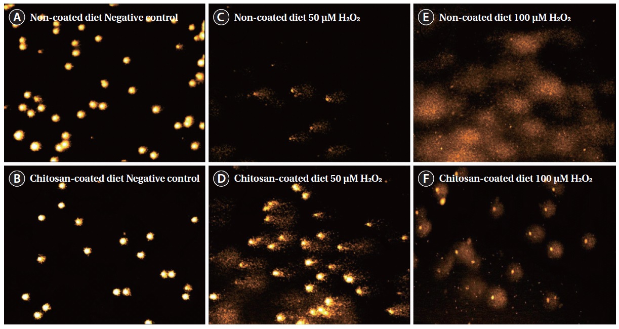 Comet imaging of olive flounder Paralichthys olivaceus lymphocyte. Upper layer (A, C, E) shows lymphocytes of the control group (non-coated) and down layer (B, D, F) shows lymphocytes of chitosan-coated group. (A) and (B) are untreated with H2O2, (C) and (D) are treated with 50 μM H2O2, and (E) and (F) are treated with 100 μM H2O2.