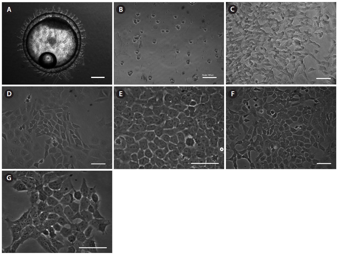 Establishment of permanent cell lines from the blastomeres of blastula embryos.
(A) Blastula embryo 9 h after fertilization. (B) Blastomeres dissociated from the
embryos. (C) Embryonic cells cultured for 7 days. (D) Morphology of cell line-1 at 152th
subculture (corresponding to 332 days of culture). (E) Magnified image of cell line-1. (F)
Morphology of cell line-2 at 121th subculture (corresponding to 293 days of culture). (G)
Magnified image of cell line-2. Scale bars: A = 200 μm, B = 100 μm, C-G = 50 μm.