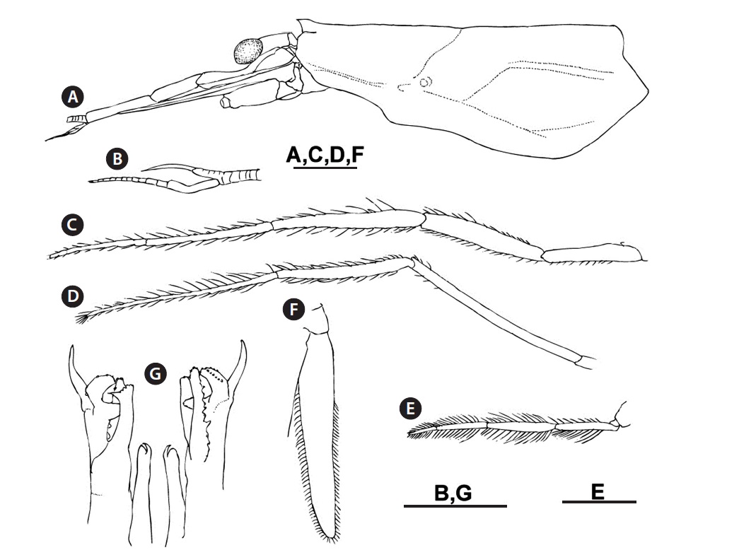 Deosergestes seminudus (Hansen, 1919), male (carapace length 10.6 mm) from southern part of West Sea. (A) Carapace and cephalic appendages, lateral. (B) Left ventral antennular flagellum, ventral. (C) Left third maxilliped, lateral. (D) Left third pereopod, lateral. (E) Left fifth pereopod, lateral. (F) Right uropodal exopod, lateral. (G) Left petasma, ventral (left) and dorsal (right). Scale bars: A, C-F = 2 mm, B, G = 1 mm.
