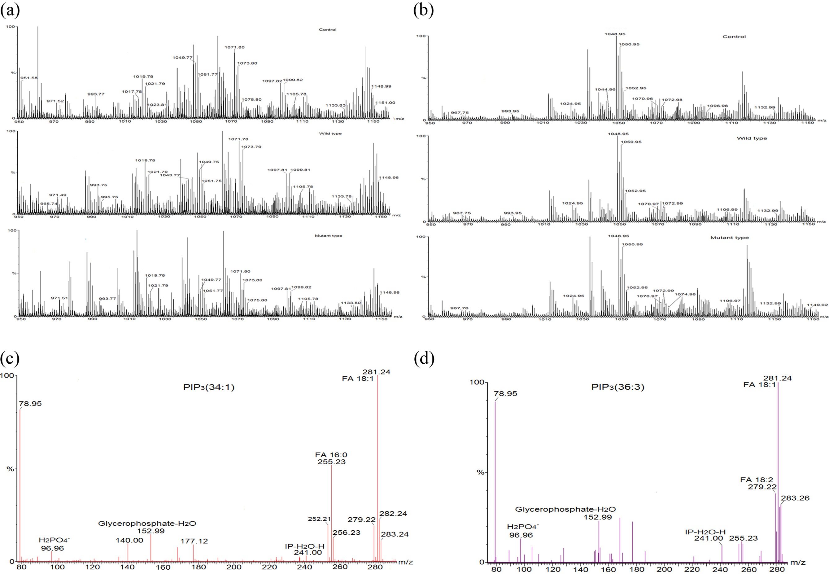 Representative mass spectrum (a, b) and MS/MS analysis (c, d) of phosphoinositides extracted from (a) HeLa cell line and (b) HEK 293-T cell line. (c) PIP3 (34:1) was identified at m/z 1075.80 and (d) PIP3 (36:3) was identified at m/z 1099.81.