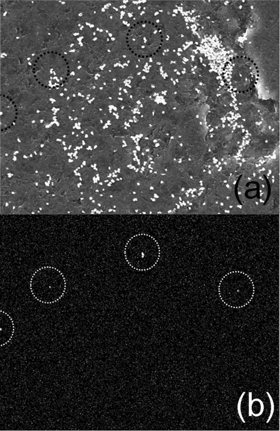 SEM image of a portion of the NUSIMEP-6 sample (a) and the uranium mapping image by EDS (b).