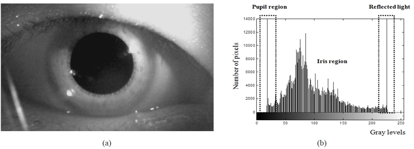 (a) The contrast enhanced image after pre-processing. (b) The grayscale histogram of the contrast enhanced image (Figure 3a). The left side on the histogram is considered as a pupil region and the middle and right side represent the iris and reflected light regions, respectively.