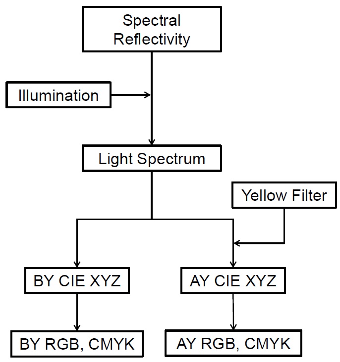 Flowchart for the modeling of yellow vision using a yellow filter. BY is before the yellow filter and AY is after the yellow filter.