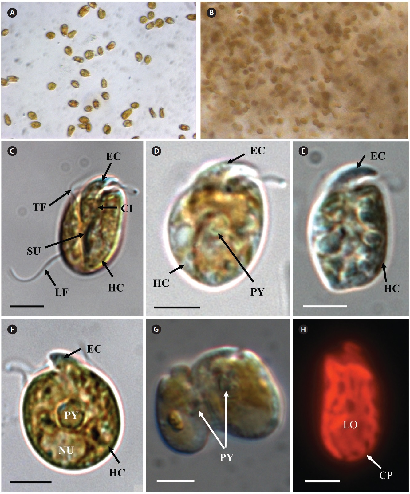 Micrographs of the Korean strain of Amphidinium massartii AMJJ1 under light microscopy (A-G) and epifluorescent microscopy (H). (A) Motile cells. (B) Cells embedded in mucilage. (C) Ventral view showing an almost ellipsoidal cell with a small epicone (EC) over a large hypocone (HC). The V-shaped cingulum (CI), transverse flagellum (TF), longitudinal flagellum (LF), and the sulcus (SU) are also shown. (D) Ventral view showing a pyrenoid (PY) located near the central region. (E) Lateral view. (F) Dorsal view showing the nucleus (NU) located in the hypocone and PY. (G) Cell division in a motile cell. (H) Lateral view a plastid (CP) radiating lobes (LO). Scale bars represent: C-H, 5 μm.