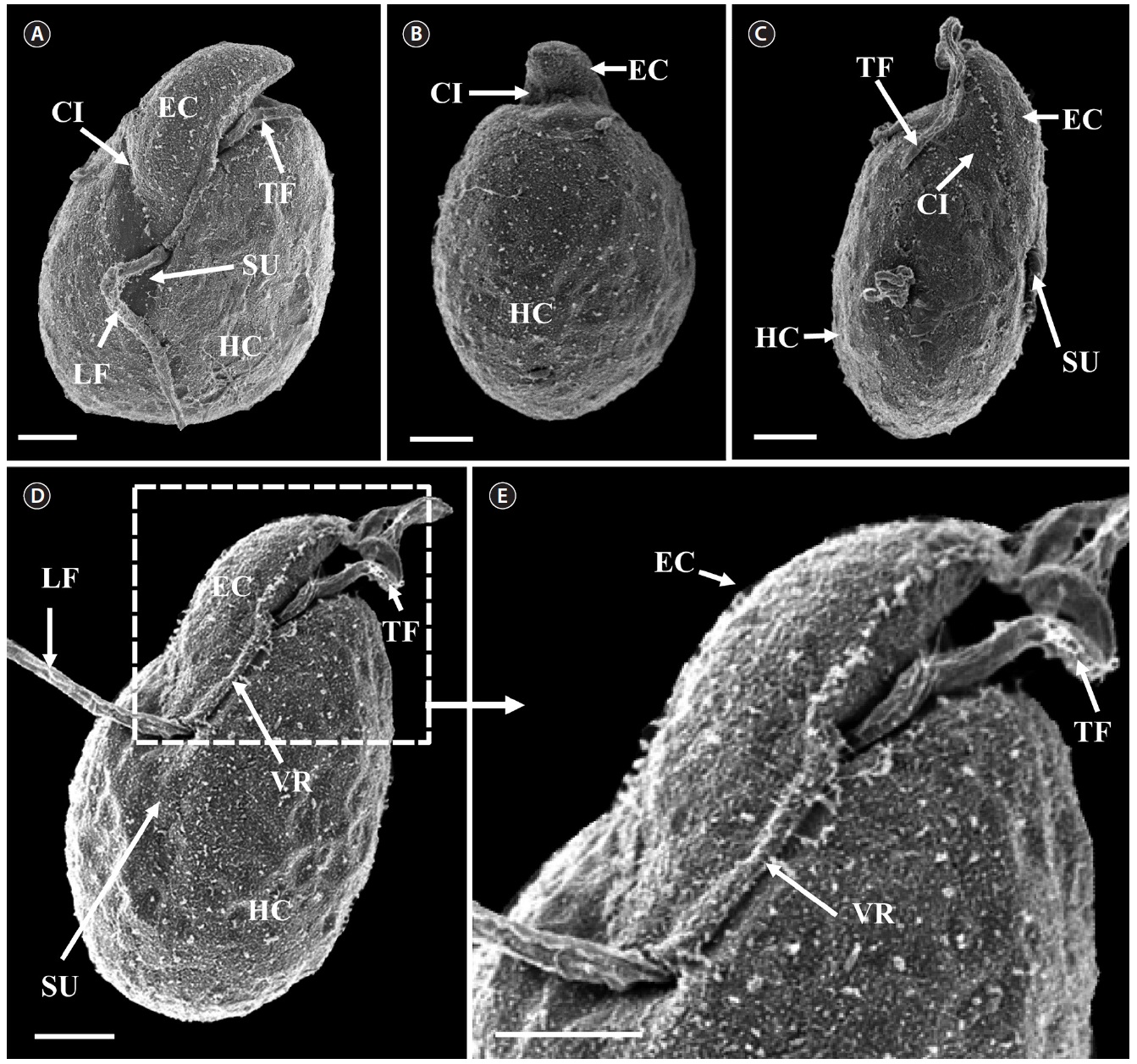 Micrographs of the Korean strain of Amphidinium massartii AMJJ1 taken using scanning electron microscopy. (A) Ventral view showing the tongue-shaped epicone (EC), cingulum (CI), transverse flagellum (TF), sulcus (SU), longitudinal flagellum (LF), and hypocone (HC). (B) Dorsal view showing EC, CI, and HC. (C) Lateral view showing the dorso-ventrally flattened EC, TF, SU, CI, and HC. (D) Ventral view showing EC, LF, TF, SU, HC, and ventral ridge (VR). (E) Enlargement of Fig. 2D showing EC, TF, and VR. Scale bars represent: A-E, 2 μm.