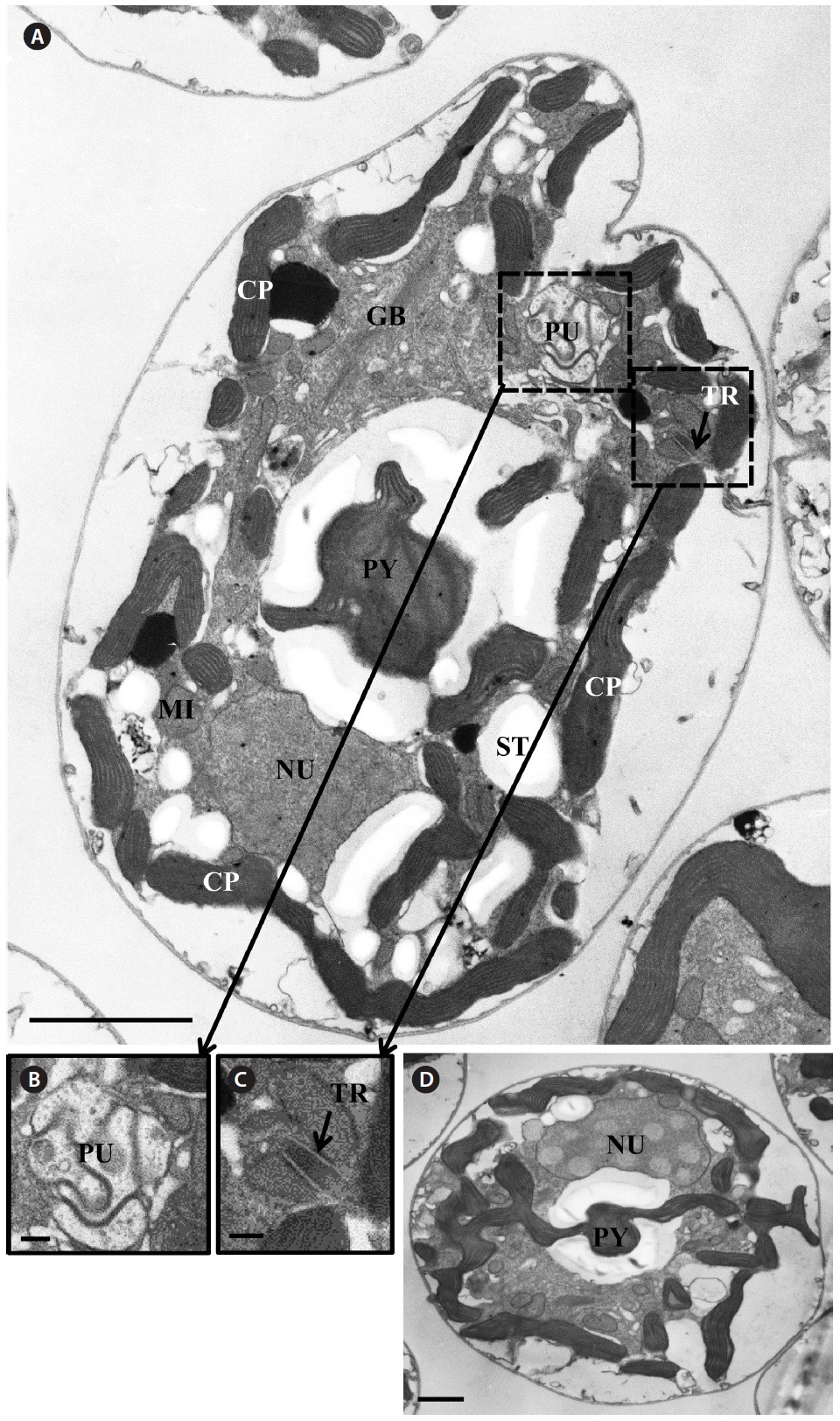 Micrographs of the Korean strains of Amphidinium massartii AMJJ1 taken using transmission electron microscopy. (A) Longitudinal section showing several organelles inside the protoplasm. PY, pyrenoid; PU, pusule, TR, trichocyst; GB, Golgi body; CP, chloroplast; MI, mitochondrion; NU, nucleus; ST, starch. (B) Enlarged part of Fig. 8A showing PU. (C) Enlarged part of Fig. 8A showing TR. (D) Transverse section showing PY and NU. Scale bars represent: A, 2 μm; B & C, 200 nm; D, 1 μm.