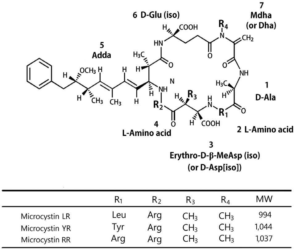 Chemical structure of microcystins. Mdha, N-methyldehydroalanine; Dha, dehydroalanine; Adda, (2S,3S,8S,9S)-3-amino-9-methoxy-10-phenyl-2,6,8-trimethyl-deca-4,6-dienoic acid.