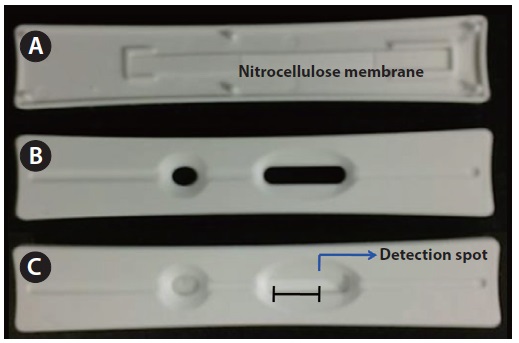 Assay strip for the detection of microcystins. (A) Bottom
view of strip plastic housing (15 × 90 mm) contained nitrocellulose
membrane. (B) Top view of strip plastic housing. (C) Detection spot is
located on the assembled strip. Scale bar represents: 10 mm.