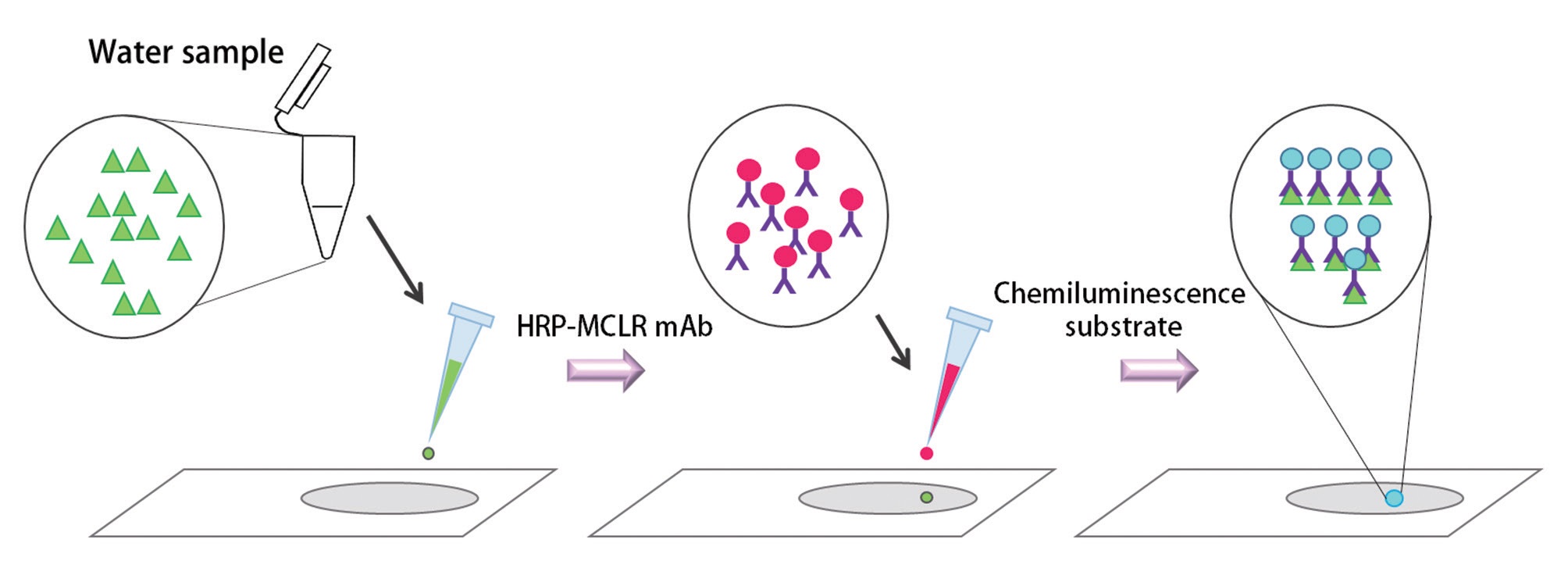 A schematic diagram of chemiluminescence immunochromatographic assay system. HRP, horse radish peroxidase; MCLR, microcystin-LR-biotin conjugate.