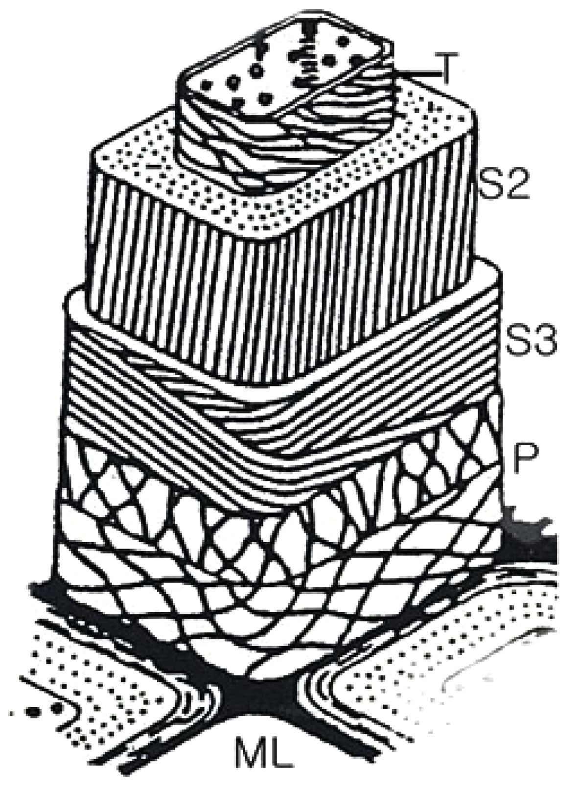 Scheme of the morphological architecture of ramie fiber; MLmiddle lamella(mainly lignin), P-primary wall, S-secondary wall, Ttertiary wall. Klemm et al. (1998), p.25.