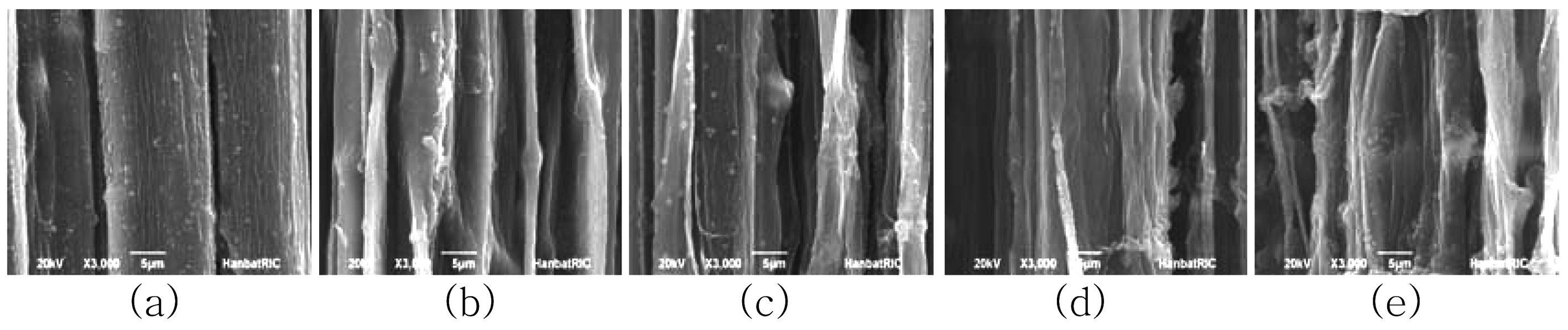 SEM micrographs of ramie fibers: (a) raw ramie and ramie irradiated with (b) 1 kGy, (c) 3 kGy, (d) 5 kGy and (e) 10 kGy(×3000).