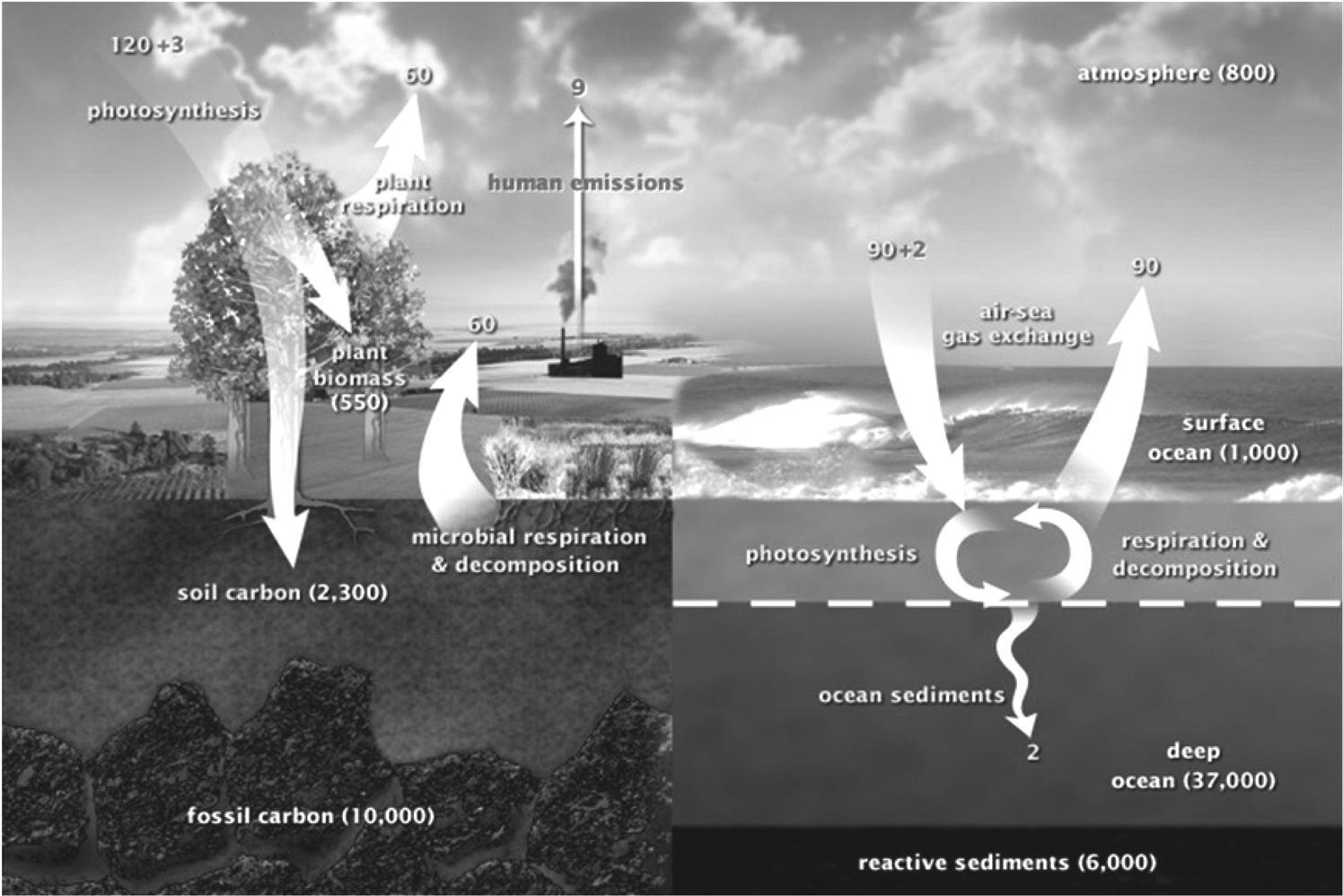 The diagram of the global carbon cycle in billions of tons of carbon per year[15].
