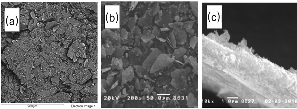 SEM images of pigment (a) mica (b) ZP/mica prepared at 70 ℃ (c) cross section of ZP/mica prepared at 70 ℃.