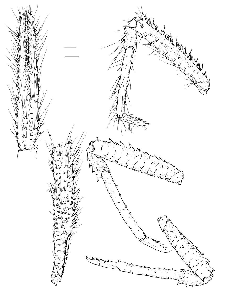 Raymunida lineata Osawa, 2005, male (CL 6.4 mm). A, Left pereopod 1, ischium, merus, and carpus; B, Same, chela; C,
Left pereopod 2; D, Left pereopod 3 (setae omitted); E, Right pereopod 4 (setae omitted). CL, carapace length from anterior border
excluding rostrum to posterior border. Scale bars: A-E=1 mm.