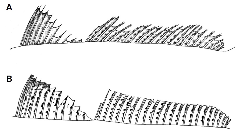 Dorsal fin showing the melanophore distribution pattern of Sillago species. A, Sillago sinica, NIBR-P0000019930 (previously
PKU 2043); B, Sillago parvisquamis (Sano and Mochizuki, 1984: 141, fig. 3B).
