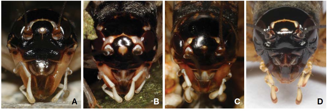 Male’s head of Velarifictorus and Lepidogryllus from Korea. A, Velarifictorus aspersus borealis; B, Velarifictorus micado; C,
Velarifictorus ornatus; D, Lepidogryllus siamensis.