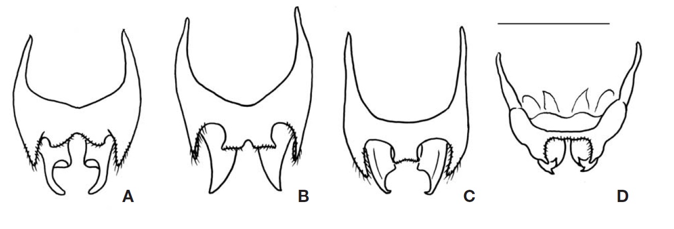 Male genitalia of Velarifictorus and Lepidogryllus from Korea (dorsal view). A, Velarifictorus aspersus borealis; B, Velarifictorus
micado; C, Velarifictorus ornatus; D, Lepidogryllus siamensis. Scale bar=1.0 mm.