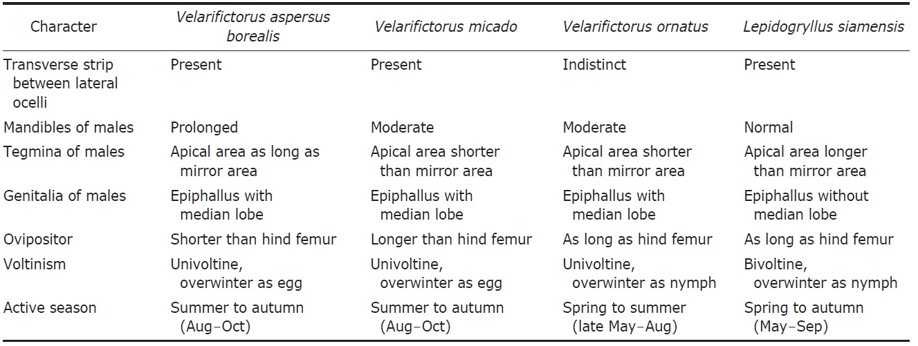 Differential characters of Velarifictorus and Lepidogryllus in Korea