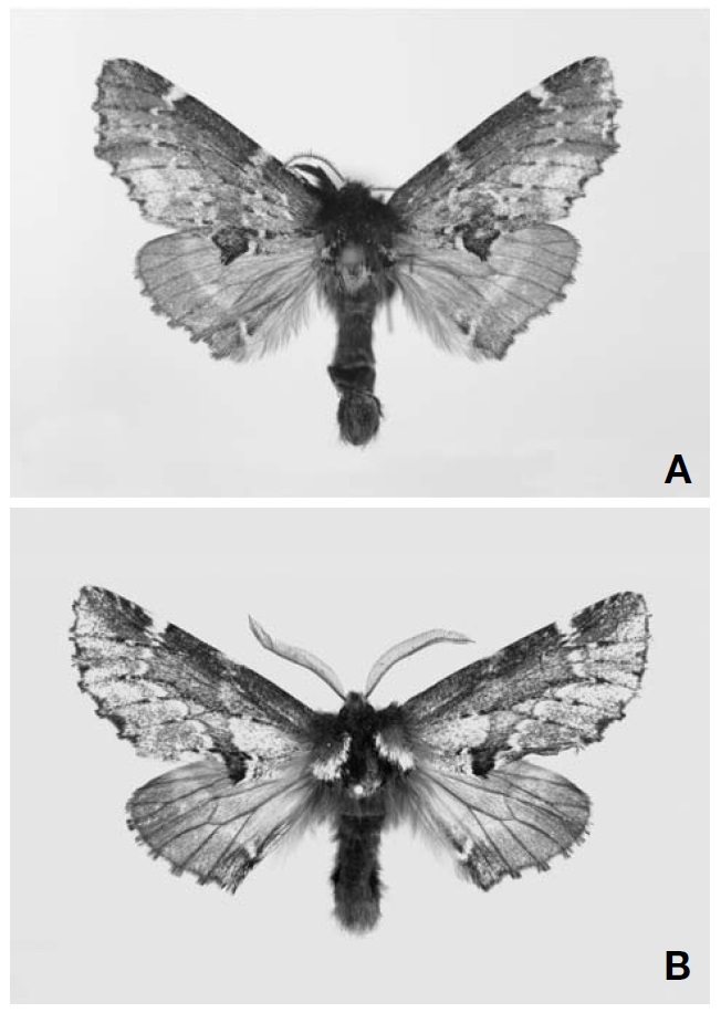 Adults of Odontosia Hubner. A, Odontosia patricia; B,
Odontosia sieversii.