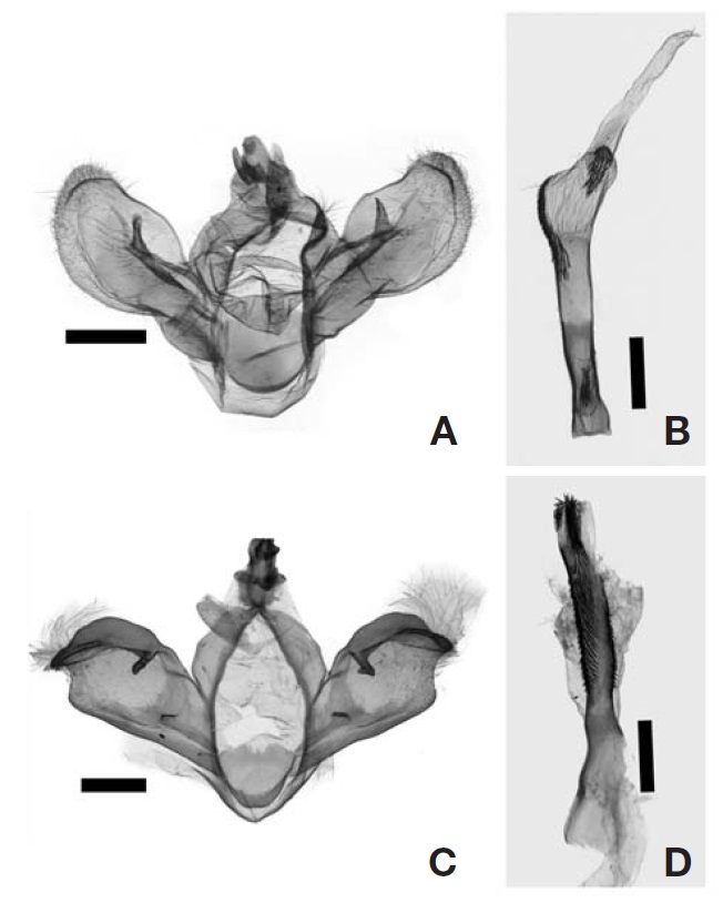 Male genitalia of Odontosia Hubner. A, B, Odontosia
patricia; C, D, Odontosia sieversii. Scale bars: A-D=1 mm.